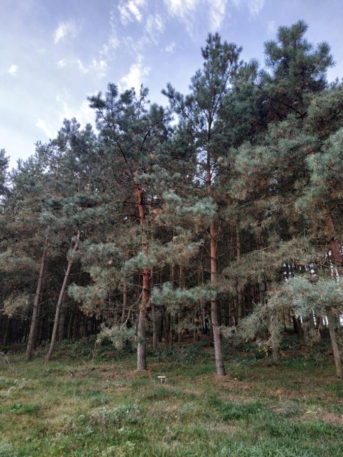 Domki Nad Jeziorem - Zalesie 7D Zalesie (Olsztyn) المظهر الخارجي الصورة